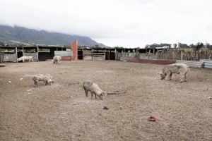 Riebeek Wes