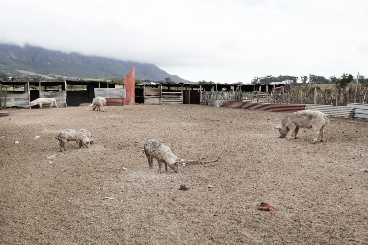 Riebeek Wes