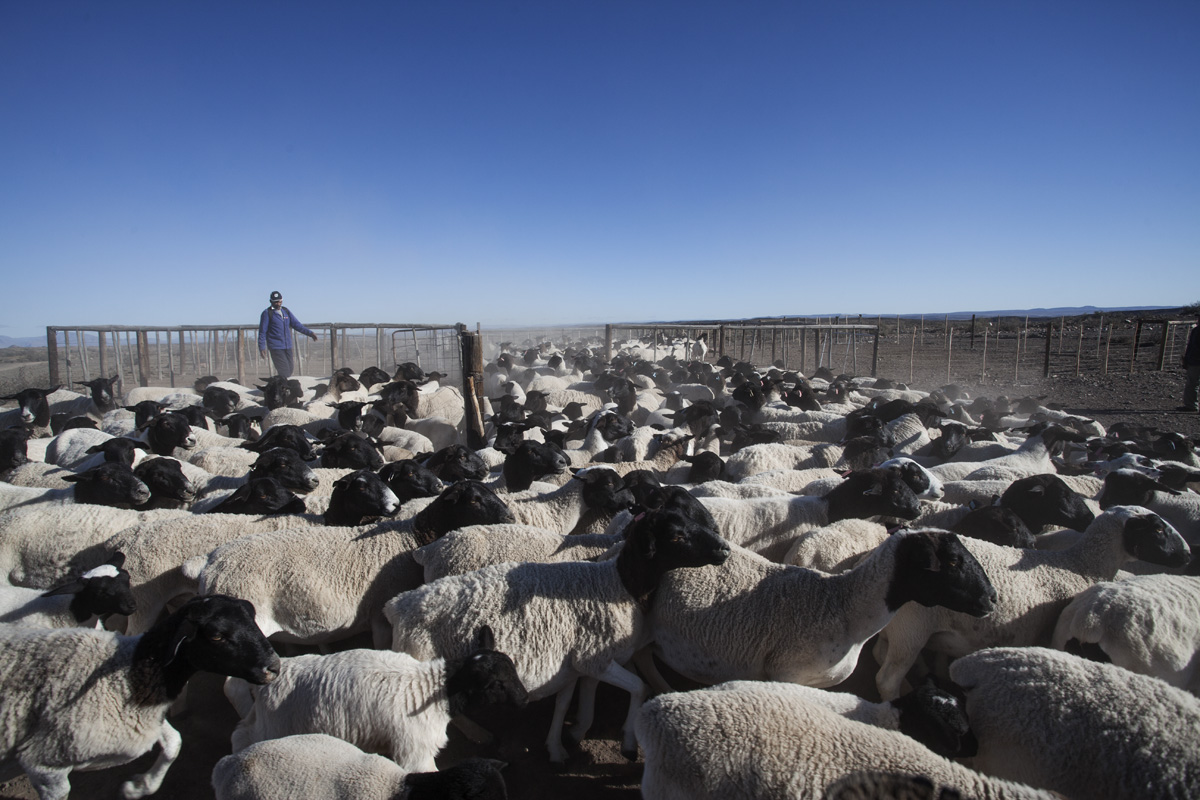 Oom Freek Migels jaag die dorperskape in die kraal in sodat die lammers getel kan word.