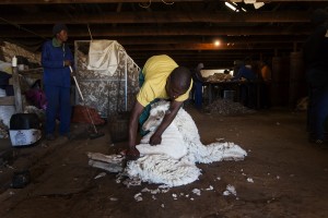 A sheep being sheered.