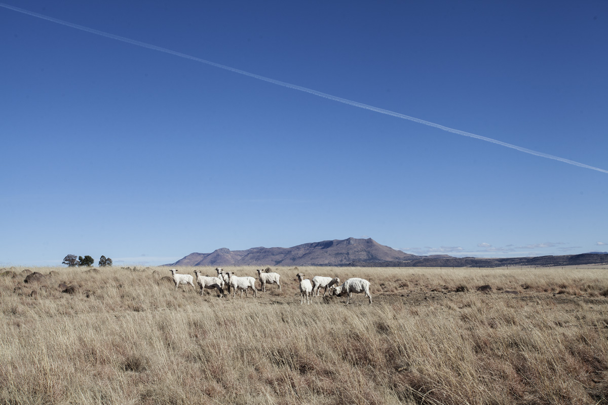 Sheered sheep.