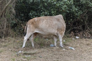 _DSF3414-2