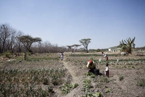 Women working in their gardens.