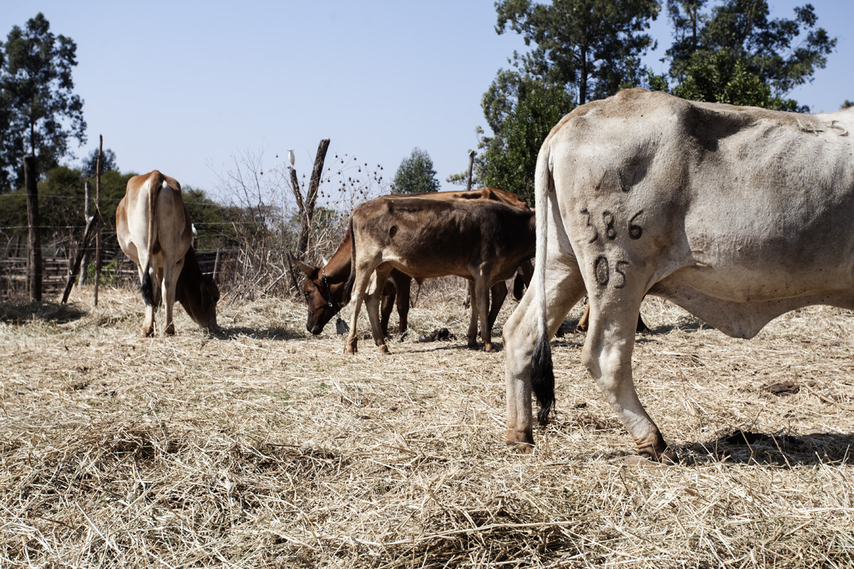Cows eating the hay that they have bought for them as there are no food from them on the farm.