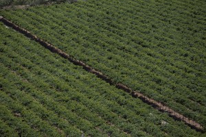 Vineyards.