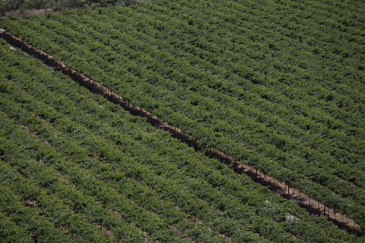 Vineyards.