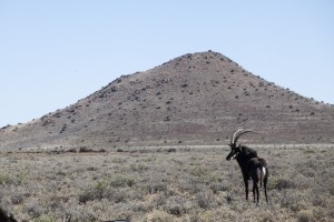 A sable antelope,