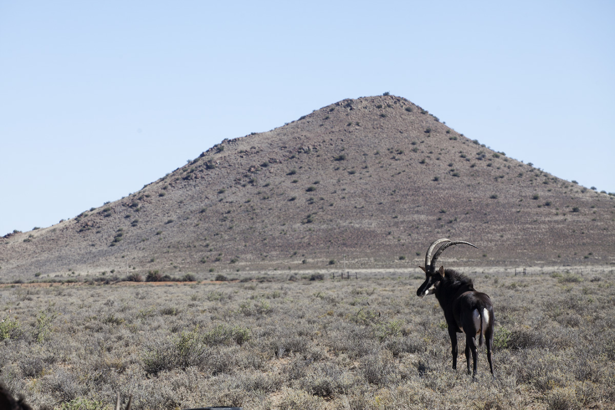 A sable antelope,